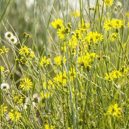 Jackdaw's Nest At Westkaap 3d Borkum